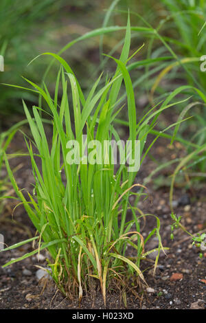 barnyard grass, cockspur grass (Echinochloa crus-galli, Echinochloa crusgalli), young plants, Germany Stock Photo