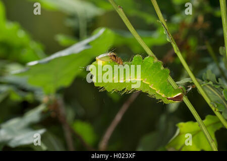 Japanese silk moth, Japanese oak silkmoth (Antheraea yamamai), caterpillar feeding on oak, Germany Stock Photo