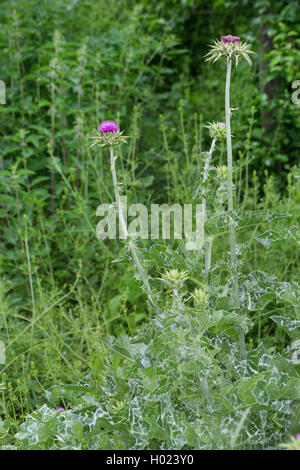 Blessed milkthistle, Lady's thistle, Milk thistle (Silybum marianum, Carduus marianus), blooming, Germany Stock Photo