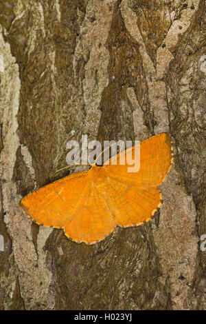 orange moth (Angerona prunaria), male sitting on bark, Germany Stock Photo