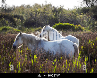 Camargue horse (Equus przewalskii f. caballus), white horses in a marsh meadow in the Camargue, France, Camargue Stock Photo