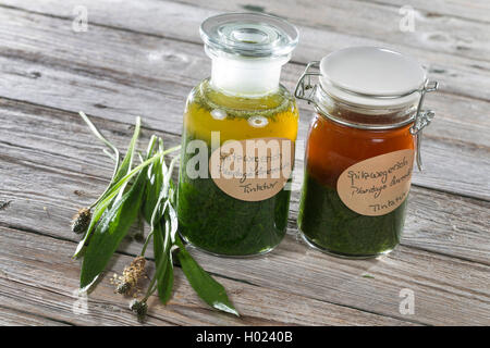 buckhorn plantain, English plantain, ribwort plantain, rib grass, ripple grass (Plantago lanceolata), tincture from buckhorn plantain is made, fresh made and older wth changed colour, Germany Stock Photo