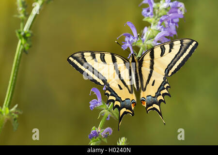 Southern Swallowtail, Alexanor Swallowtail (Papilio alexanor, Papilio alexanor eitschbergeri), sitting on blue flowers Stock Photo