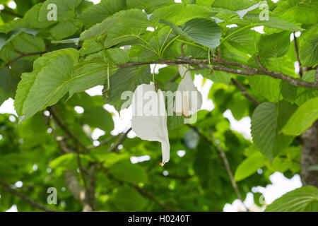 pocket-handkerchief tree (Davidia involucrata var. vilmoriana), blooming branch Stock Photo
