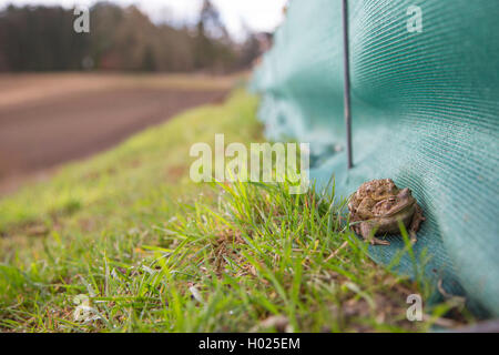 European common toad (Bufo bufo), couple walks along a protection fence, Germany, Bavaria, Niederbayern, Lower Bavaria Stock Photo