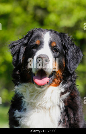 Bernese Mountain Dog (Canis lupus f. familiaris), eight year old Bernese Mountain Dog, portrait, Germany Stock Photo