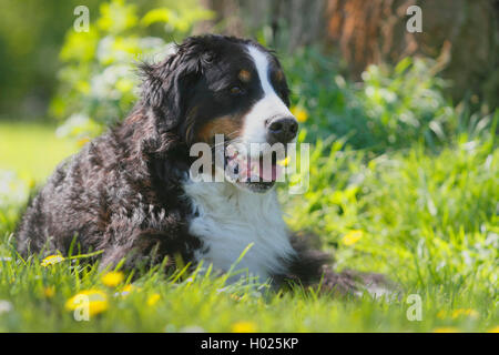 Bernese Mountain Dog (Canis lupus f. familiaris), eight year old Bernese Mountain Dog lying in a meadow, Germany Stock Photo