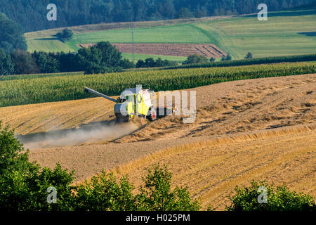 bread wheat, cultivated wheat (Triticum aestivum), wheat field, harvest with a harvester in hilly landscape, Germany, Bavaria, Isental Stock Photo