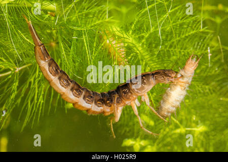 Great diving beetle (Dytiscus marginalis), larva eating preyed larva of the lesser silver water beetle, side view, Germany Stock Photo