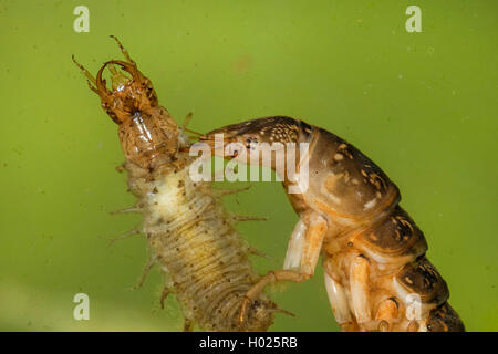 Great diving beetle (Dytiscus marginalis), larva with preyed larva of the lesser silver water beetle, portrait, Germany Stock Photo