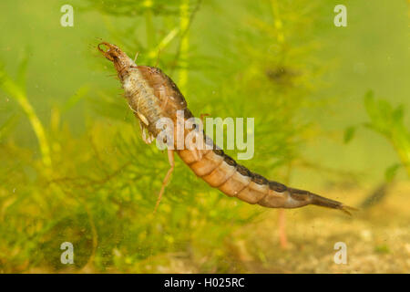 Great diving beetle (Dytiscus marginalis), larva swimming with preyed larva of the lesser silver water beetle, Germany Stock Photo