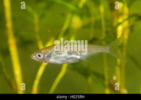 common bream, freshwater bream, carp bream (Abramis brama), juvenile fish, side view, Germany Stock Photo