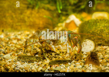 Stone crayfish, Torrent crayfish (Astacus torrentium, Austropotamobius torrentium, Potamobius torrentium, Astacus saxatilis), male with newly formed pincer, Germany Stock Photo