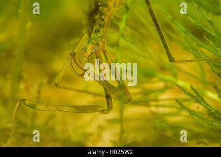 Water Stick Insect, Long-bodied Water Scorpion, Needle Bug (Ranatra linearis), portrait, eating a preyed water flea, Germany Stock Photo