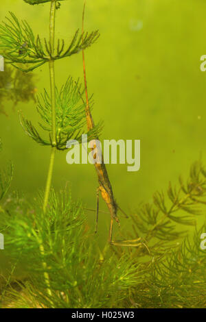 Water Stick Insect, Long-bodied Water Scorpion, Needle Bug (Ranatra linearis), at Mouse-ear chickweed, Germany Stock Photo