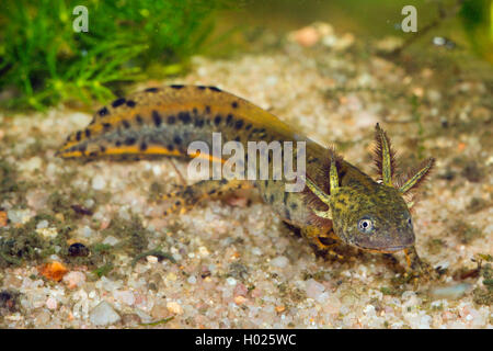 Kamm-Molch, Kammmolch (Triturus cristatus), Larve mit aeusseren Kiemen, Deutschland | warty newt, crested newt, European crested