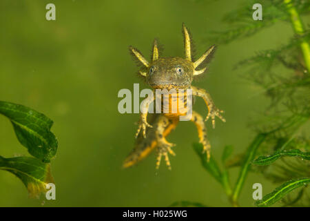 Kamm-Molch, Kammmolch (Triturus cristatus), Lave mit aeusseren Kiemen, frei schwimmend, Deutschland | warty newt, crested newt, 