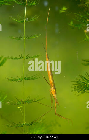 Water Stick Insect, Long-bodied Water Scorpion, Needle Bug (Ranatra linearis), lurking, Germany Stock Photo