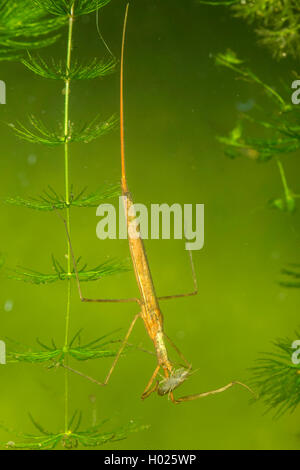 Water Stick Insect, Long-bodied Water Scorpion, Needle Bug (Ranatra linearis), with prey, Germany Stock Photo