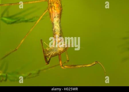 Water Stick Insect, Long-bodied Water Scorpion, Needle Bug (Ranatra linearis), with prey, Germany Stock Photo