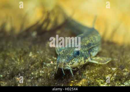 stone loach (Noemacheilus barbulatus, Barbatula barbatula, Nemacheilus barbatulus), portrait, Germany Stock Photo