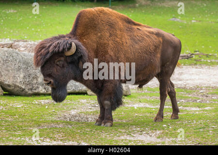 American bison, wood bison, buffalo (Bison bison athabascae), bull in the zoo Stock Photo