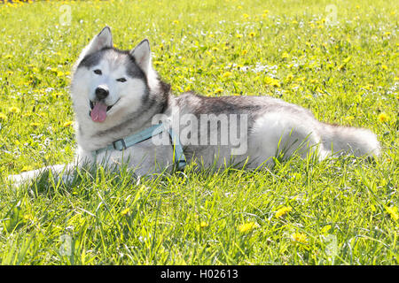 Siberian Husky (Canis lupus f. familiaris), ten years old male dog lying in a meadow, Germany Stock Photo