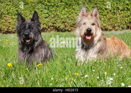 Berger de Picardie, Berger Picard (Canis lupus f. familiaris), two twenty-two months and seven years old male dog lying in a meadow, front view, Germany Stock Photo