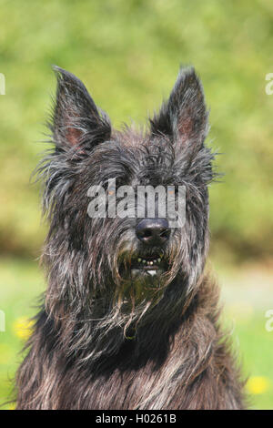 Berger de Picardie, Berger Picard (Canis lupus f. familiaris), seven years old male dog, portrait, Germany Stock Photo