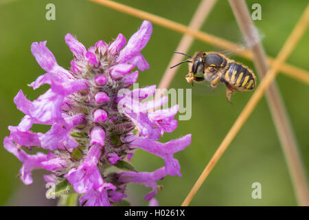 Small anthid bee, Wool carder (Rhodanthidium siculum, Anthidium siculum), flying at Purple betony, Germany, Bavaria Stock Photo