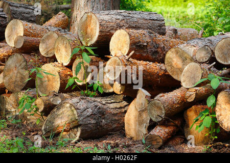 sawn off stacked tree trunks , Germany Stock Photo