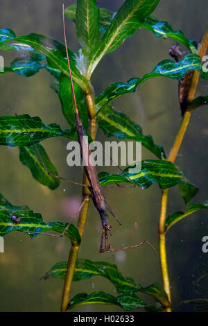 Water Stick Insect, Long-bodied Water Scorpion, Needle Bug (Ranatra linearis), sitting on a water plant, lurking , Germany Stock Photo