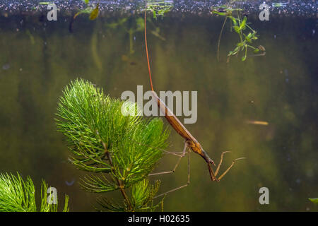 Water Stick Insect, Long-bodied Water Scorpion, Needle Bug (Ranatra linearis), taling breath with its breathing tube, Germany Stock Photo