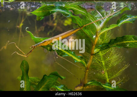 Water Stick Insect, Long-bodied Water Scorpion, Needle Bug (Ranatra linearis), taling breath with its breathing tube, Germany Stock Photo