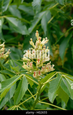 fetid buckeye, Ohio buckeye (Aesculus glabra), inflorescence, Germany, Saxony Stock Photo