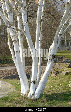 White Barked Himalayan Birch (Betula utilis 'Doorenbos', Betula utilis Doorenbos), trunks, cultivar Doorenbos Stock Photo