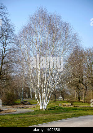 White Barked Himalayan Birch (Betula utilis 'Doorenbos', Betula utilis Doorenbos), habit, cultivar Doorenbos Stock Photo