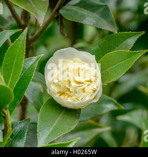 Japanese camellia (Camellia japonica 'Brushfield's Yellow', Camellia japonica Brushfield's Yellow), cultivar Brushfield's Yellow Stock Photo