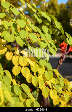 katsura tree (Cercidiphyllum japonicum), branch in autumn Stock Photo