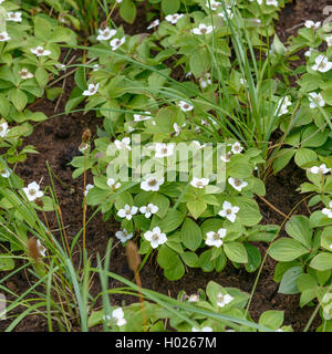 bunchberry, dwarf cornel (Cornus canadensis), blooming Stock Photo