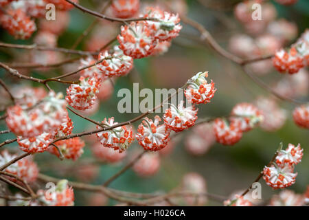 Oriental Paperbush (Edgeworthia chrysantha 'Akebono', Edgeworthia chrysantha Akebono), cultivar Akebono Stock Photo