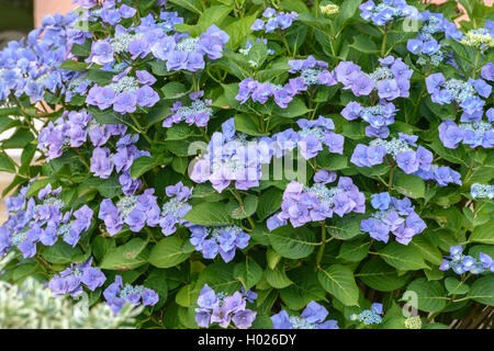 Garden hydrangea, Lace cap hydrangea (Hydrangea macrophylla 'Blaumeise', Hydrangea macrophylla Blaumeise), cultivar Blaumeise, Germany Stock Photo