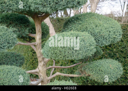 American juniper, eastern red cedar (Juniperus virginiana 'Hetz', Juniperus virginiana Hetz), cultivar Hetz Stock Photo