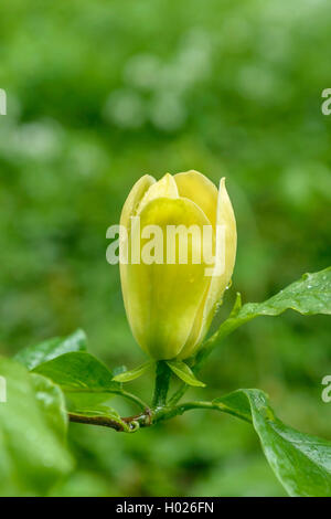 magnolia (Magnolia x brooklynensis 'Yellow Bird', Magnolia x brooklynensis Yellow Bird), cultivar Yellow Bird Stock Photo