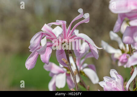 magnolia (Magnolia x loebneri 'Leonard Messel', Magnolia x loebneri Leonard Messel), cultivar Leonard Messel Stock Photo