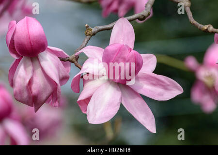 magnolia (Magnolia campbellii 'Darjeeling', Magnolia campbellii Darjeeling), cultivar Darjeeling Stock Photo