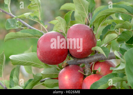 apple (Malus domestica 'Elstar van der Grift', Malus domestica Elstar van der Grift), cultivar Elstar van der Grift Stock Photo