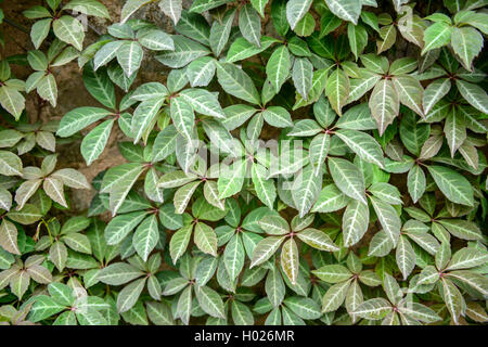 Chinese Virginia-creeper, Silver vein creeper (Parthenocissus henryana, Ampelopsis henryana), at a wall Stock Photo