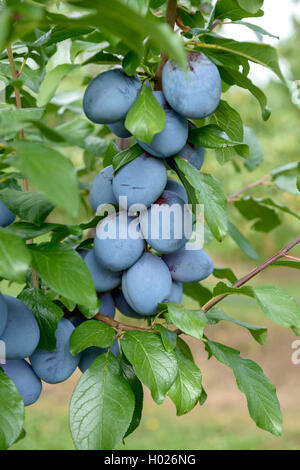 European plum (Prunus domestica 'Tophit', Prunus domestica Tophit), cultivar Tophit Stock Photo