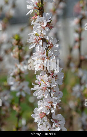 nanking cherry (Prunus tomentosa 'Orient', Prunus tomentosa Orient), cultivar Orient Stock Photo